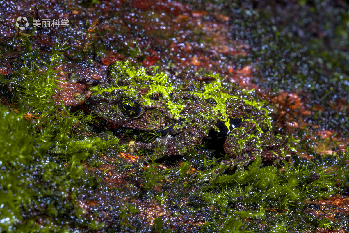 在树上静止不动的时候，双色棱皮树蛙就像是一块儿长在树干上的苔藓或者地衣。